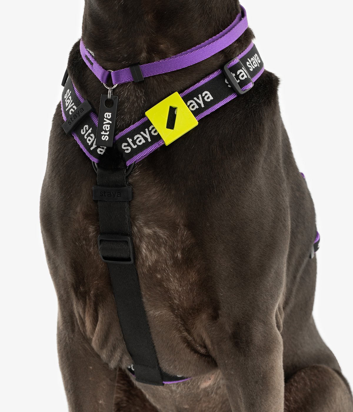 Анатомическая шлейка Urban Purple 21 | staya