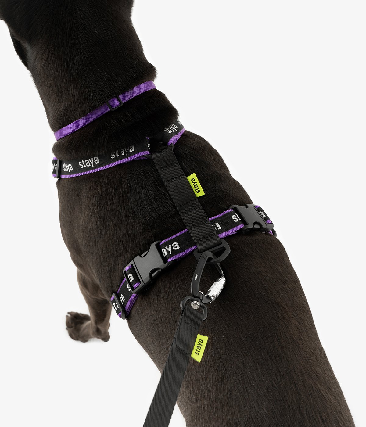Анатомическая шлейка Urban Purple 21 | staya