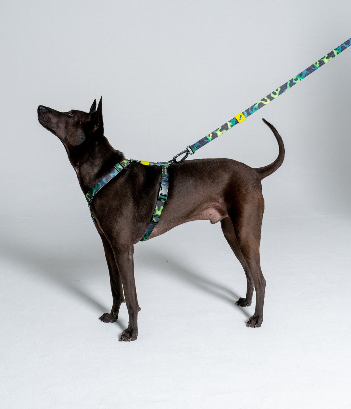 Лесби порно