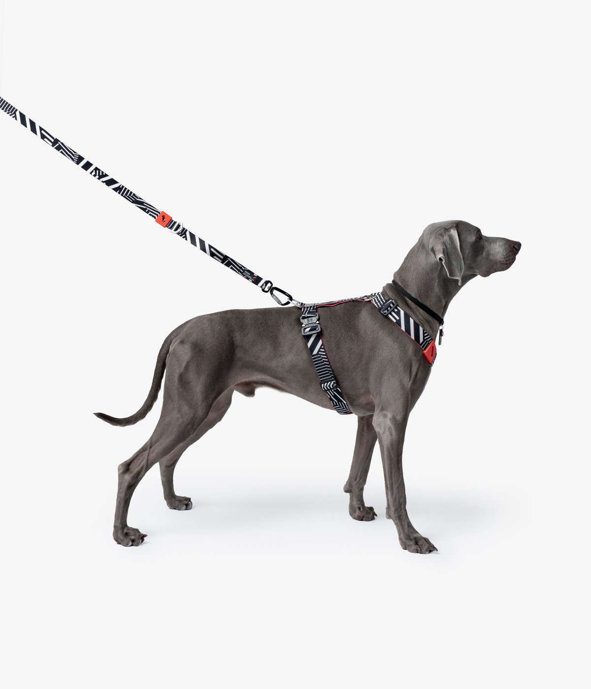 Жалаңаш қыздар мен көліктің суреттері